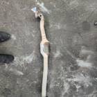 Труба глушителя с катализатором для Haval M6 II (с 2021)